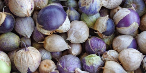 Physalis: zdravstvene koristi i štete